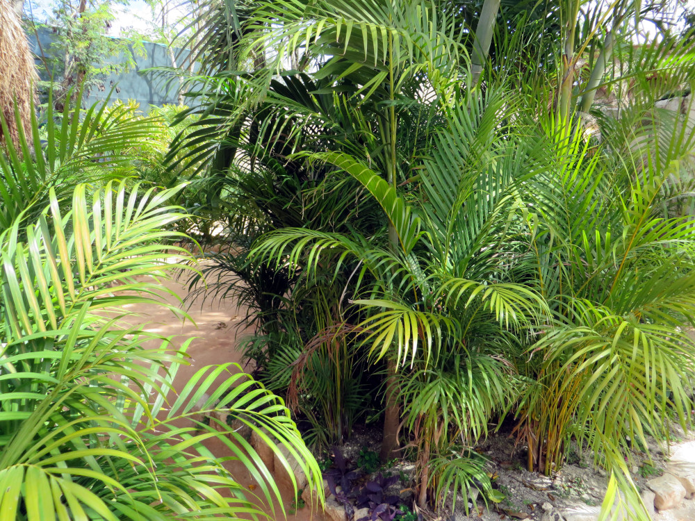 How somatic therapy works can be seen in nature’s rhythm—like these green plants—showing how awareness and grounding help the body restore balance and calm. How somatic therapy works symbolized by lush green plants, reflecting growth, grounding, and the natural process of reconnecting body and mind through awareness.