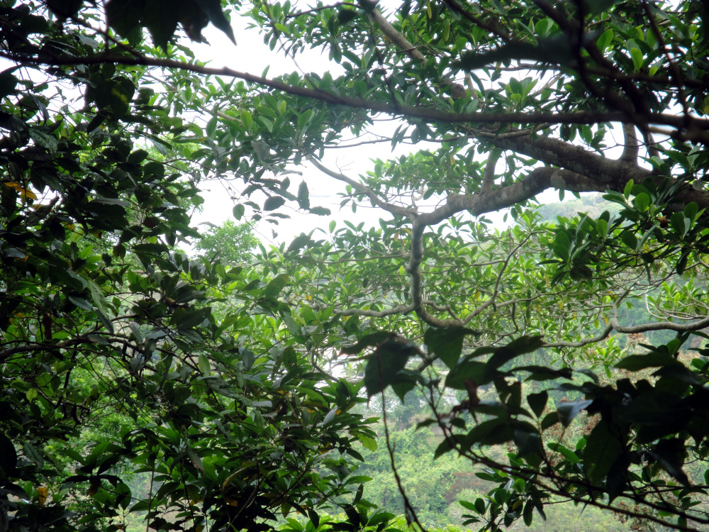 A jungle path disappears into the trees, inviting you to wonder what lies beyond—just like asking, does somatic therapy work? Does Somatic Therapy work