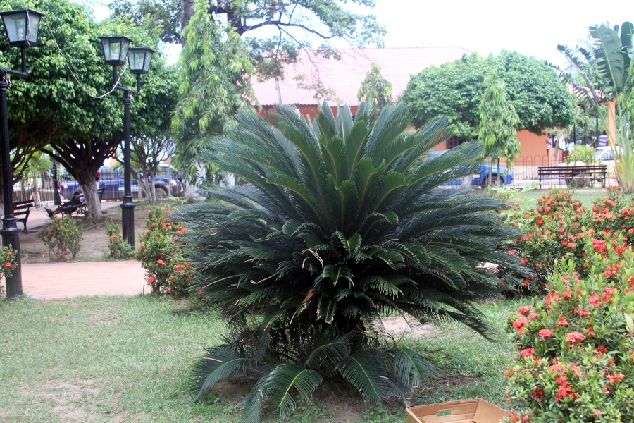 Green palms and vibrant flowers in a peaceful garden, reflecting the calm and stability that grounding exercises bring to daily life through presence and awareness. Lush garden with green palms, red flowers, and park benches, symbolizing balance, calm, and connection to nature—an environment that supports grounding exercises for well-being.