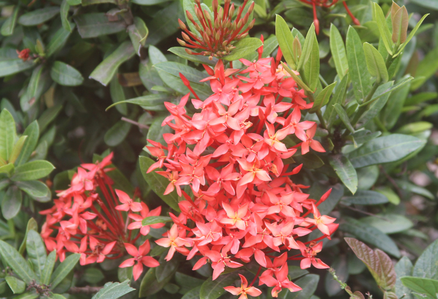 Vivid red flowers among green leaves, reflecting beauty, awareness, and steadiness—an image that captures the essence of somatic grounding exercises for calm and connection. Cluster of bright red flowers surrounded by lush green leaves, symbolizing balance, presence, and natural calm connected to the practice of somatic grounding exercises.