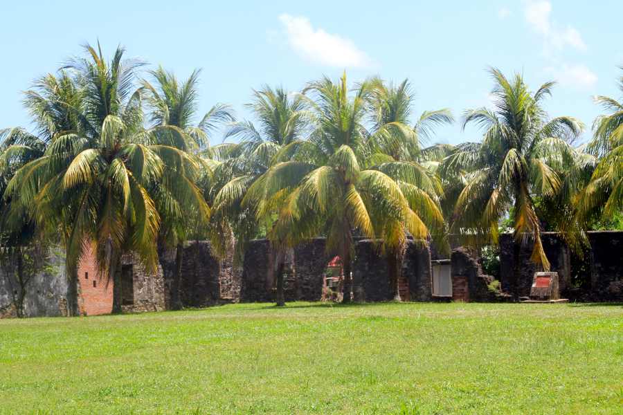 Lush palm trees and stone ruins in sunlight, evoking balance, grounding, and calm—an ideal backdrop to connect with nature through somatic movement exercises. Palm trees and historic stone walls under a bright sky, offering a natural setting that inspires somatic movement exercises, grounding, and mindful body awareness.