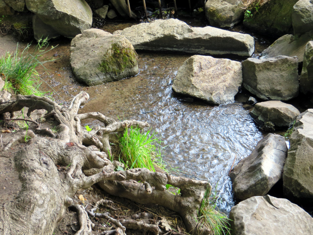Tree roots beside a rocky stream, symbolizing the Somatic Nervous System—showing how voluntary movement and sensory awareness stay grounded and connected to the body. Somatic Nervous System represented by tree roots and flowing water, symbolizing conscious control and body awareness in connection with movement.