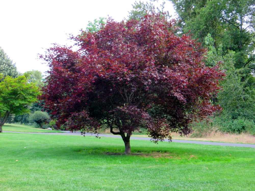 A vibrant red-leaf tree standing in open grass, reflecting balance, awareness, and the body’s natural signals—supporting the theme of somatic symptoms. Red-leaf tree in a green park, symbolizing grounding, natural cycles, and inner balance often connected with understanding somatic symptoms.