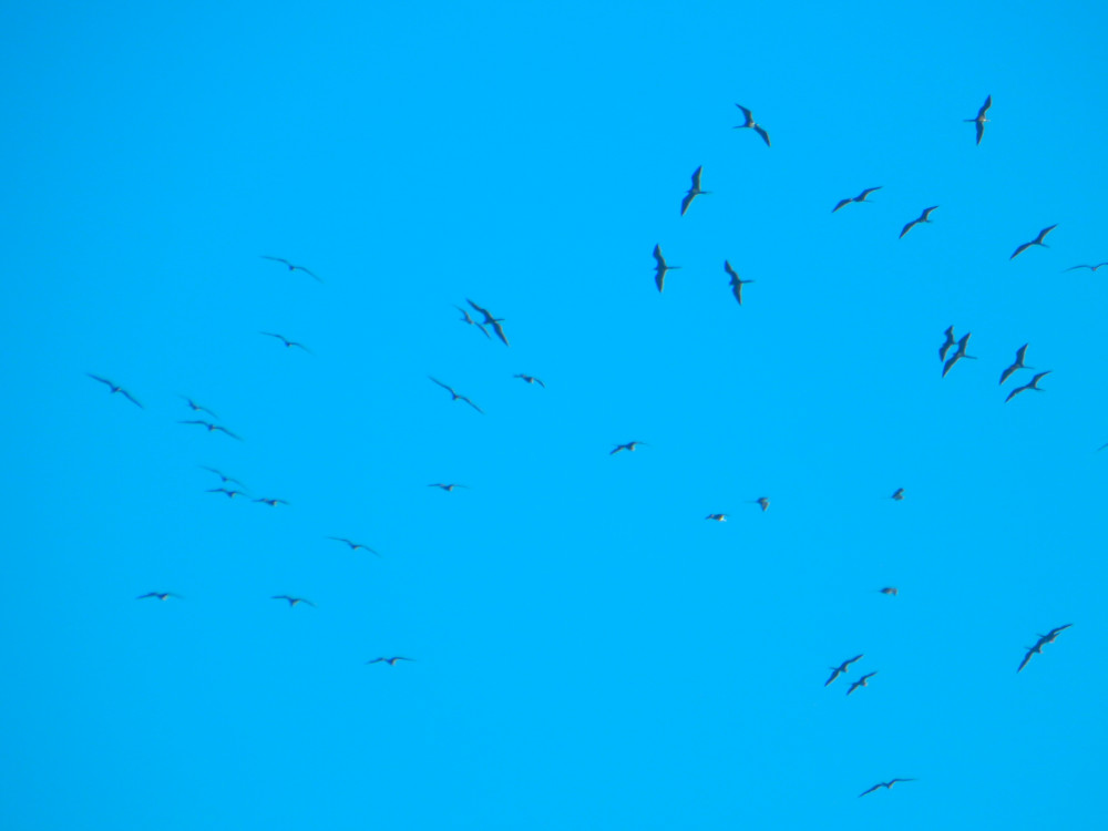 A flock of birds gliding across a bright blue sky, symbolizing freedom, movement, and awareness—reflecting the role of the somatic nervous system in voluntary control and sensation. The Somatic Nervous System – flock of birds flying freely across a clear blue sky.