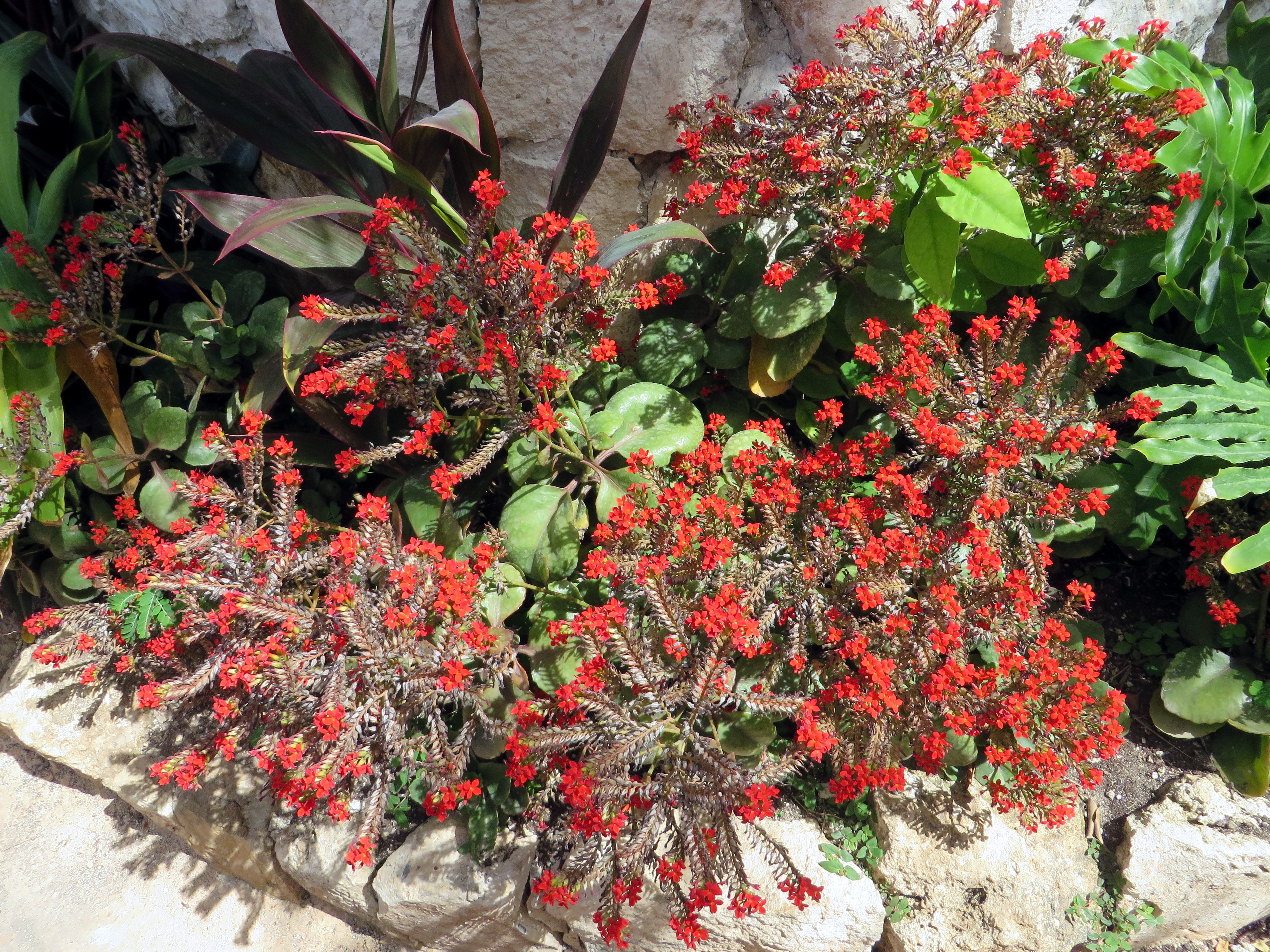 Vibrant red flowers reflect renewal and grounding, echoing the question what is somatic therapy and how it supports healing through body awareness and balance. Bright red flowers growing among green leaves, symbolizing growth and healing—what is somatic therapy in nature’s language.