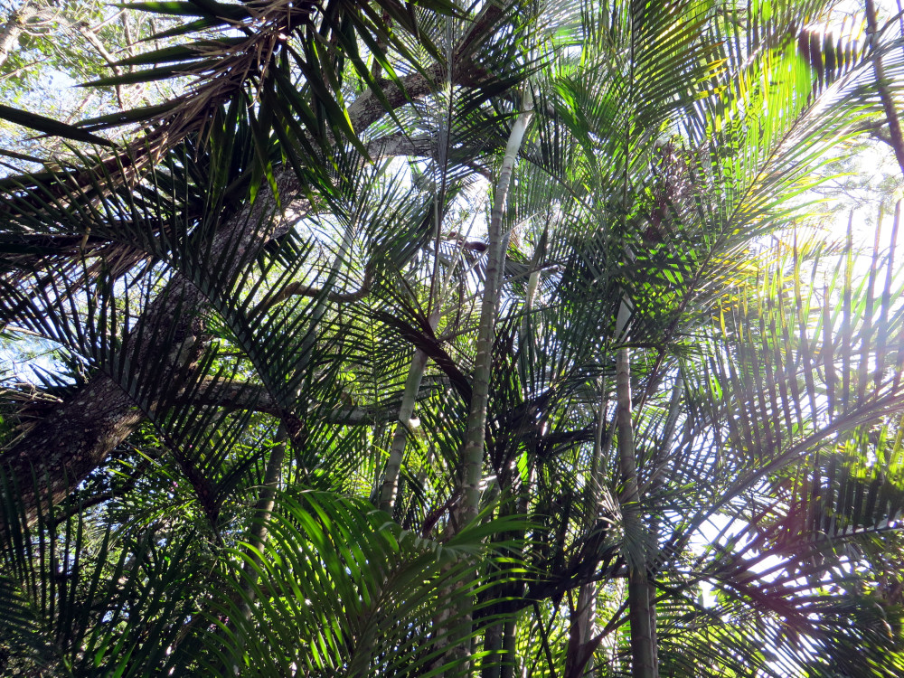 Canopy of palm trees with sunlight filtering through, symbolizing awareness, grounding, and the mind-body connection in what is the somatic system. What Is the Somatic System – sunlight filtering through dense green palm leaves in a tropical forest.